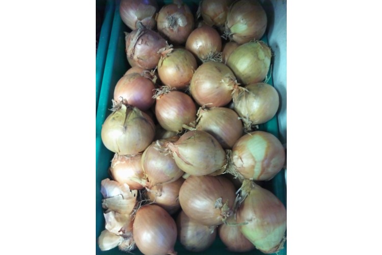 White Onion £1.69/KG